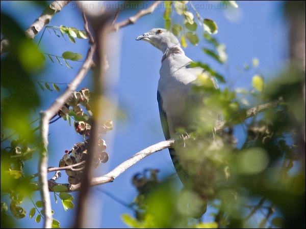 Pacific Imperial Pigeon pac_imperial_pigeon_166754.psd
