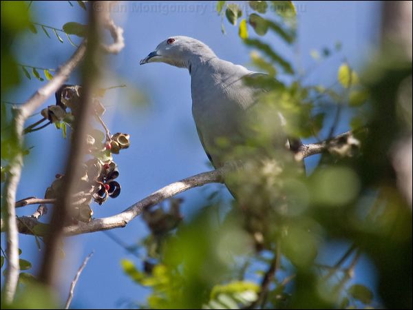 Pacific Imperial Pigeon pac_imperial_pigeon_166758.psd