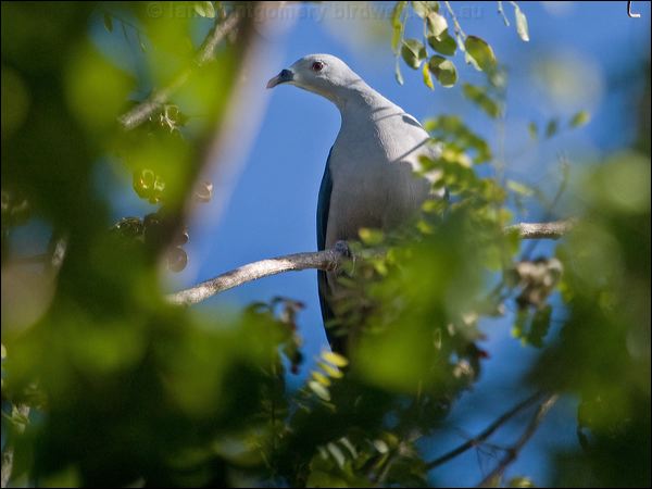 Pacific Imperial Pigeon pac_imperial_pigeon_166770.psd