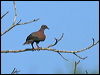 pale_vented_pigeon_202598