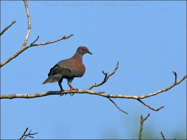 Pale-vented Pigeon pale_vented_pigeon_202598.psd