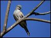 peaceful_dove_01730
