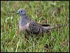 peaceful_dove_06920
