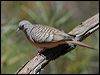 peaceful_dove_09432
