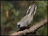 peaceful_dove_09433