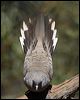 peaceful_dove_09434