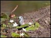 peaceful_dove_43073