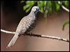 peaceful_dove_61420
