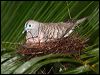 peaceful_dove_63078