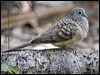 peaceful_dove_81165