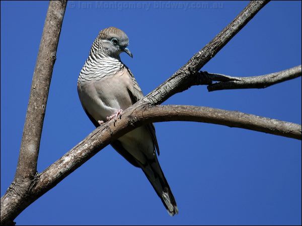 Peaceful Dove peaceful_dove_01730.jpg