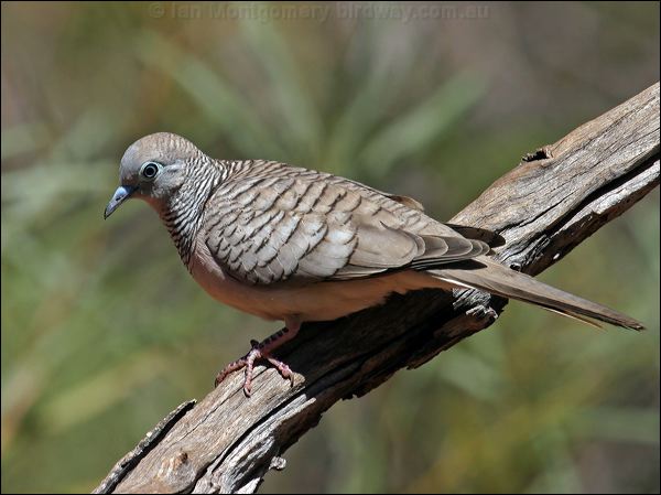 Peaceful Dove peaceful_dove_09432.psd
