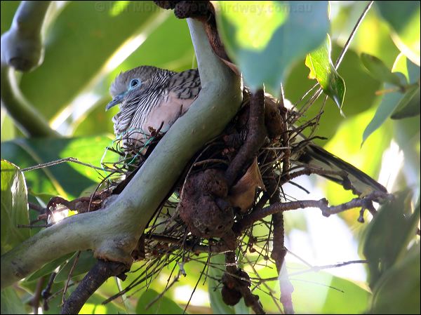 Peaceful Dove peaceful_dove_47724.jpg