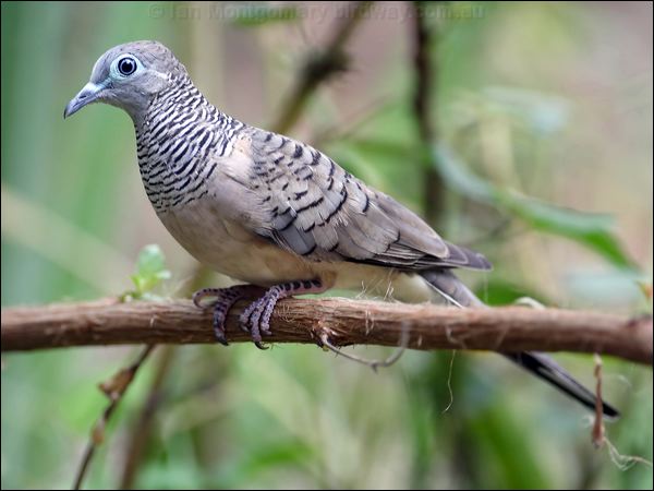 Peaceful Dove peaceful_dove_81155.psd