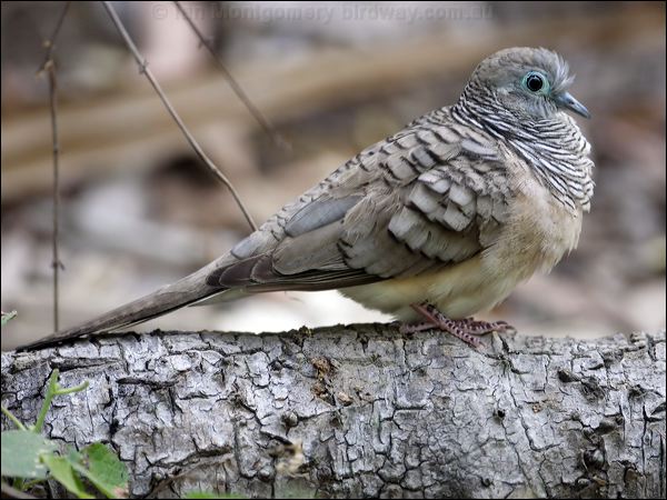 Peaceful Dove peaceful_dove_81165.psd