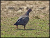Click here to enter gallery and see photos of Picazuro Pigeon