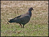 picazuro_pigeon_202508