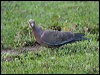 picazuro_pigeon_203498