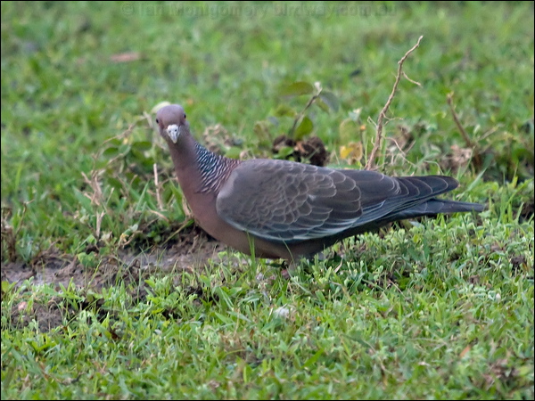Picazuro Pigeon picazuro_pigeon_203498.psd
