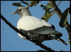 pied_imperial-pigeon_12460