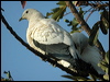pied_imperial-pigeon_12473