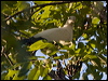 pied_imperial_pigeon_163587
