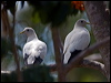 torres_imp_pigeon_169979