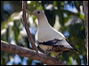 torres_imp_pigeon_169991