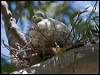 torres_imp_pigeon_170248