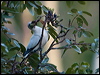 torres_imp_pigeon_170298