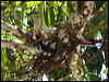 torres_imp_pigeon_180134