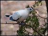 torres_imp_pigeon_180378