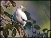 torres_imp_pigeon_199345