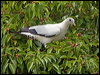 Click here to enter Torresian Imperial Pigeon photo gallery