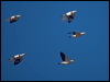 torres_imp_pigeon_211719
