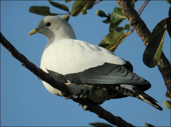 Torresian Imperial Pigeon pied_imperial-pigeon_12460.jpg