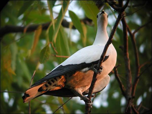 Torresian Imperial Pigeon pied_imperial-pigeon_13495.jpg