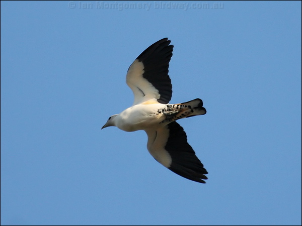 Torresian Imperial Pigeon pied_imperial-pigeon_60749.jpg