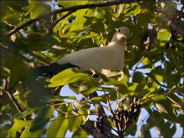 Torresian Imperial Pigeon pied_imperial_pigeon_163587.psd
