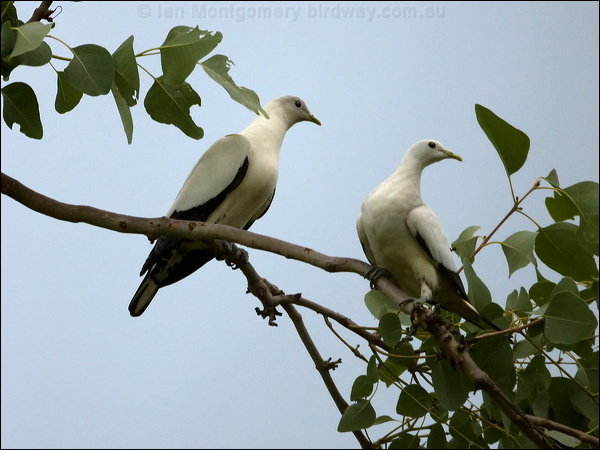 Torresian Imperial Pigeon pied_imperial_pigeon_84772.psd