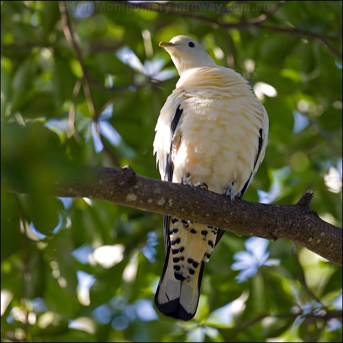 Torresian Imperial Pigeon pied_imperialpigeon_113275.psd