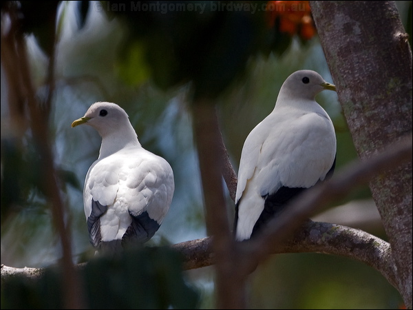 Torresian Imperial Pigeon torres_imp_pigeon_169979.psd