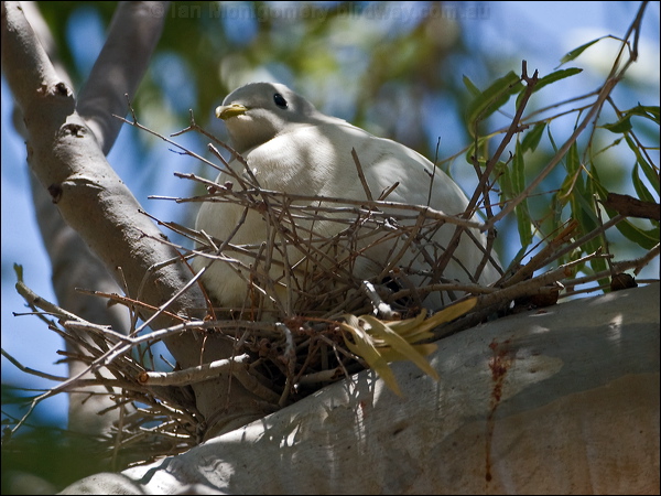 Torresian Imperial Pigeon torres_imp_pigeon_170248.psd