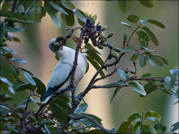 Torresian Imperial Pigeon torres_imp_pigeon_170298.psd
