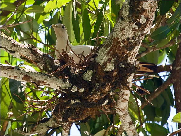 Torresian Imperial Pigeon torres_imp_pigeon_180134.psd