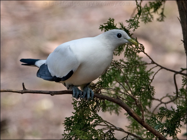 Torresian Imperial Pigeon torres_imp_pigeon_180378.psd