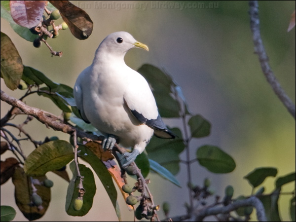 Torresian Imperial Pigeon torres_imp_pigeon_199345.psd