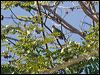 red_belly_fruitdove_166590