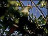 Click here to enter gallery and see photos of Red-bellied Fruit Dove