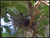 red_belly_fruitdove_166792